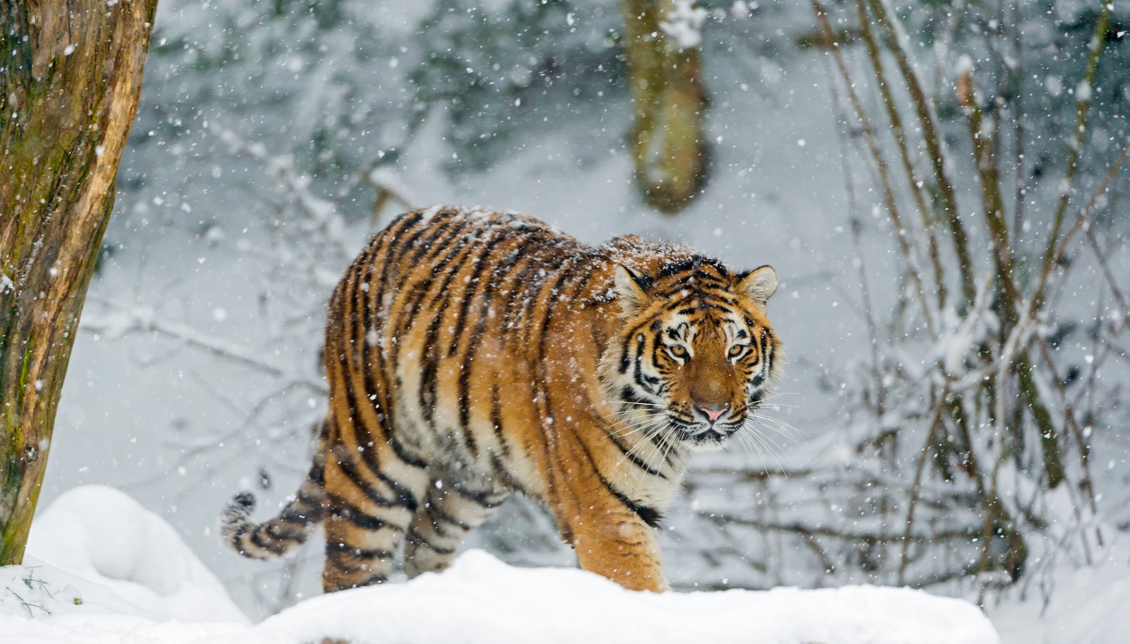 Descargar fondo de pantalla tigre siberiano, nevada, tigre de amur, invierno, frío