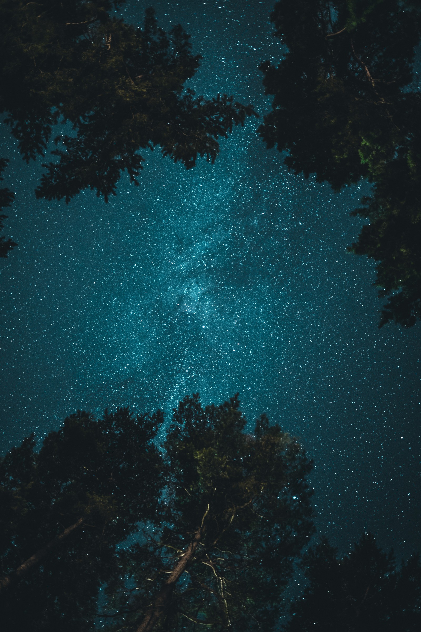 Uma vista do céu noturno de baixo das árvores (árvore, noite, estrela, atmosfera, ecorregião)