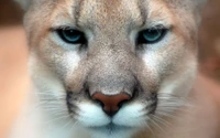 Mirada intensa de un puma: maestro cazador de la naturaleza