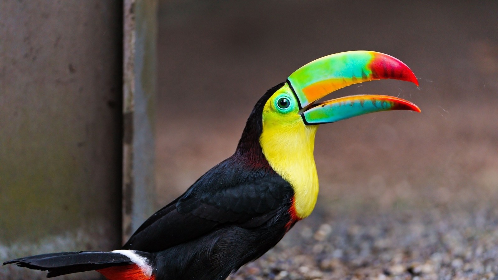 Un oiseau aux couleurs vives avec un bec lumineux se tenant sur des gravillons (bec, oiseau, toucan, piciformes, toucans toco)