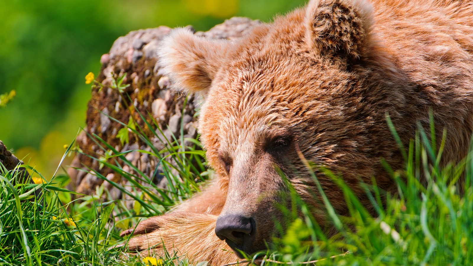 Il y a un ours brun allongé dans l'herbe (ours brun, ours grizzly, ours polaire, ours noir américain, faune)