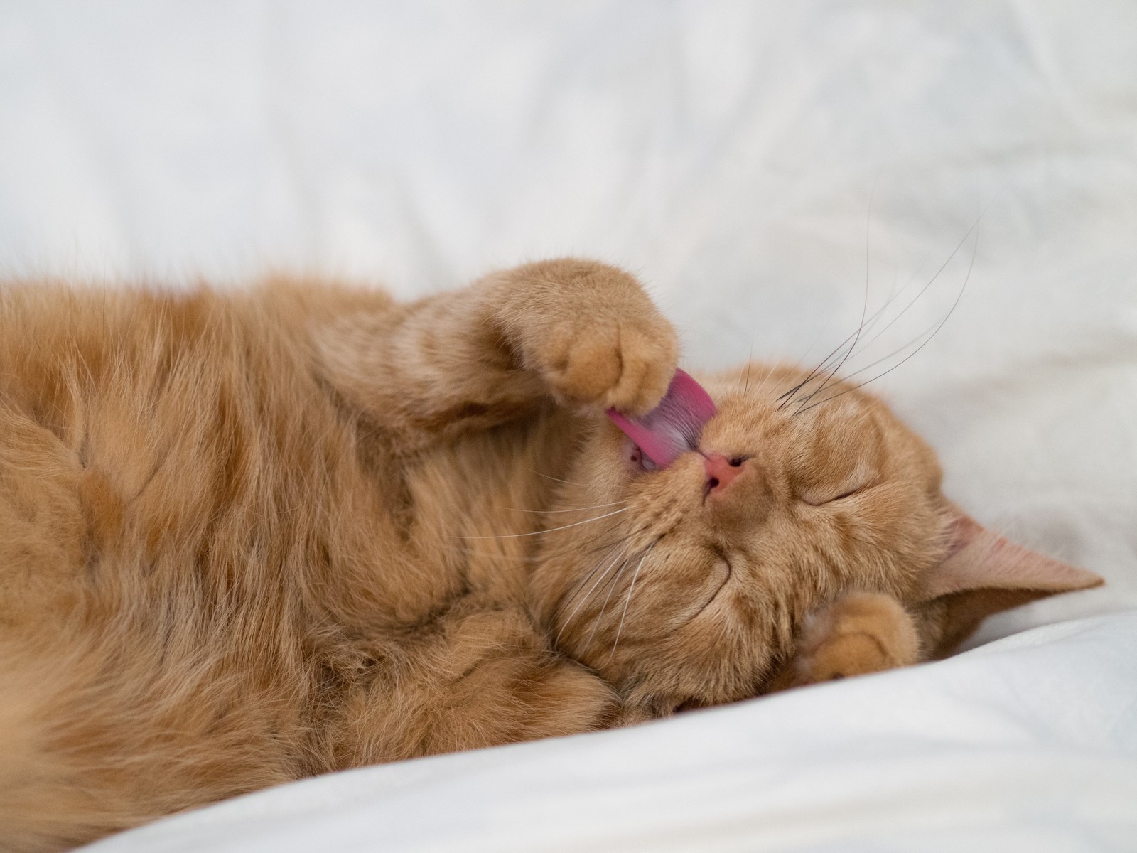 Hay un gato acostado en una cama (cat, gatito, felidae, bigotes, nariz)