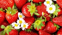 Fraises fraîches avec des marguerites : Un mélange naturel de fruits et de fleurs