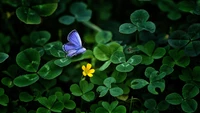 Butterfly Pollinating Yellow Flower Among Green Clover