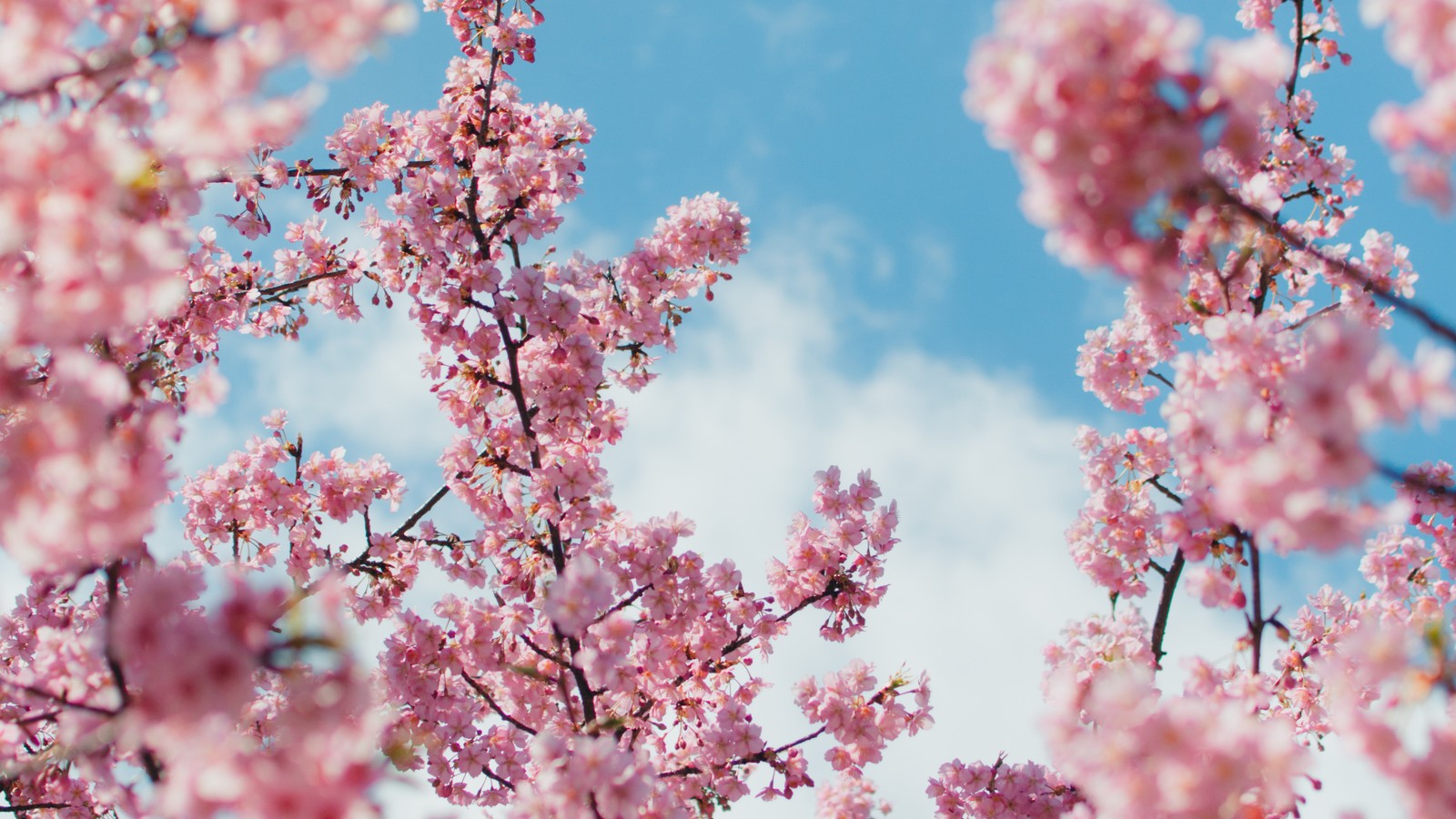 Um close-up de uma árvore com flores rosas e um céu azul (televisão, planta, planta lenhosa, rosa, florescimento)