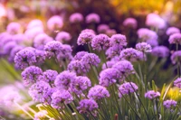 Vibrant Purple Blossoms in Spring