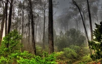 Nebeliger alter Wald mit üppiger Vegetation und hohen Bäumen