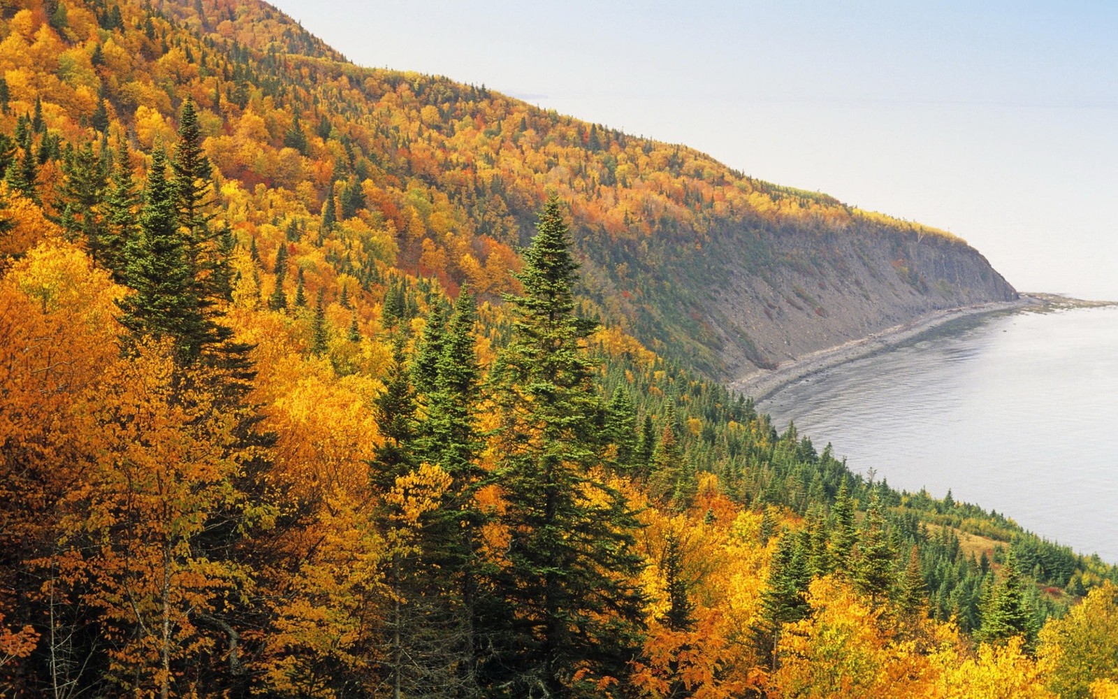 Lade herbst, natur, baum, wildnis, wald Hintergrund herunter