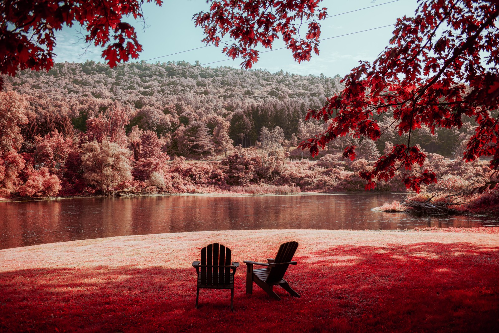 Lade blatt, morgen, baum, rot, natur Hintergrund herunter