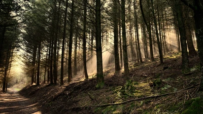 Luz solar filtrándose a través de un sendero en un bosque de abetos