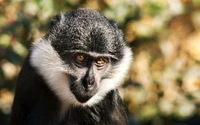 Close-up of a striking primate with distinctive facial features and a thoughtful expression.