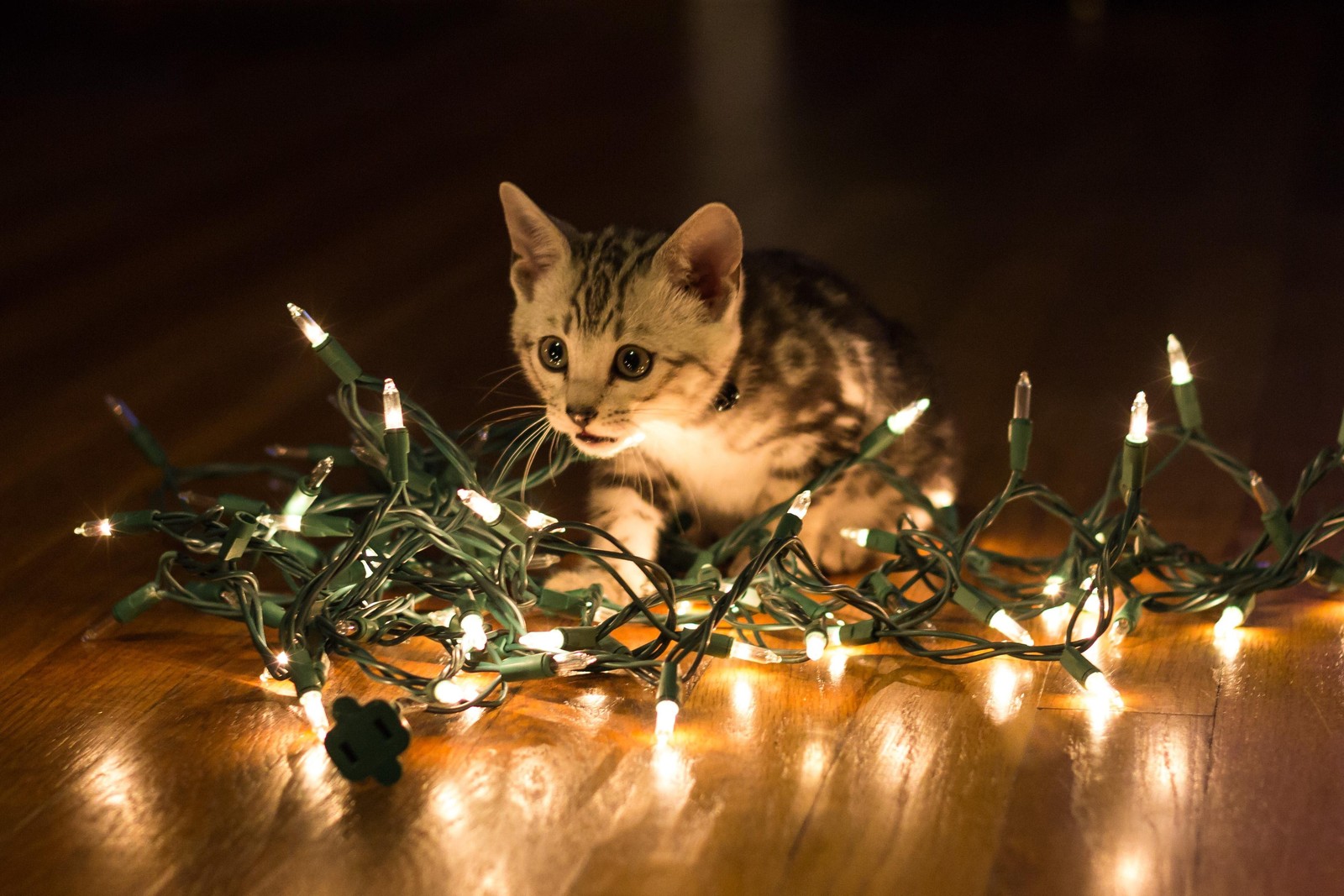 cat, kitten, christmas day, whiskers, christmas wallpaper