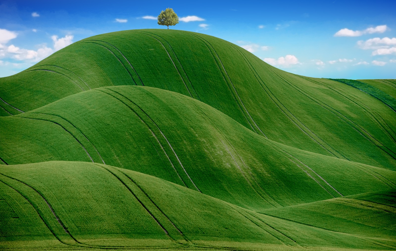 A close up of a green hill with a tree on top (green meadow, countryside, agriculture, hills, blue sky)