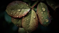 Closeup of Wet Leaves with Water Drops in Rainy Weather