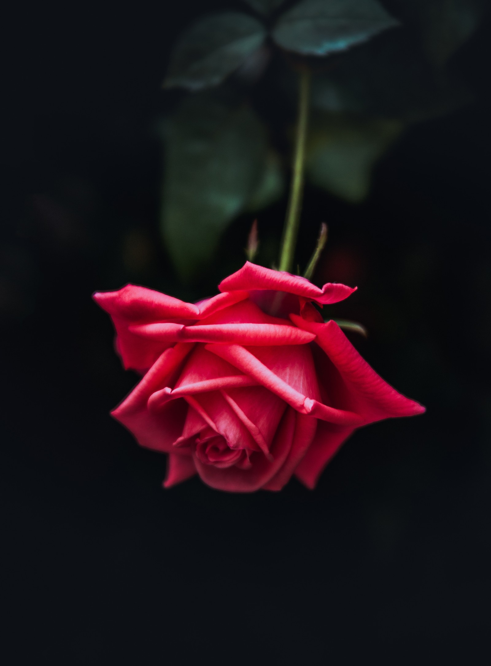 Gros plan d'une seule rose rouge sur fond noir (rose, fleur, pétale, rouge, roses de jardin)