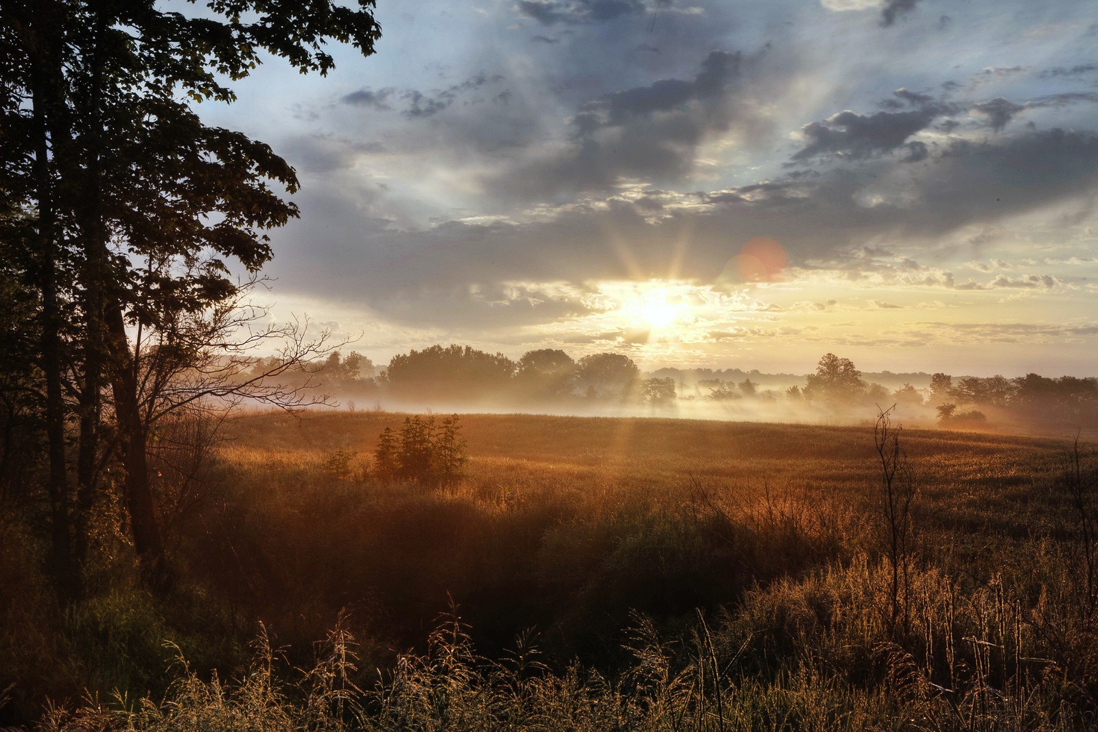 morning, sunrise, sunlight, tree, evening wallpaper