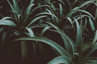 Close-up of lush green succulent leaves with intricate patterns and sharp edges, highlighting the beauty of terrestrial plants.