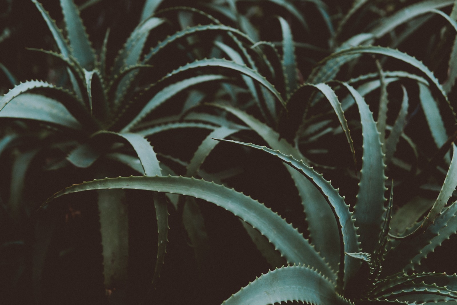 A close up of a plant with a lot of leaves (health, leaf, green, terrestrial plant, plant)