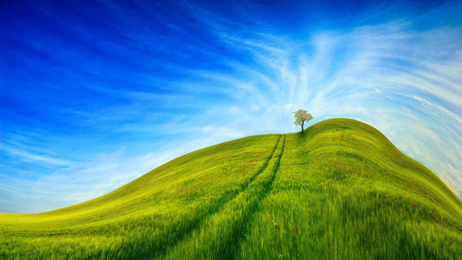 Uma árvore solitária em uma colina verde com um céu azul (paisagem de grama, céu azul, árvore, céu limpo, bonito)