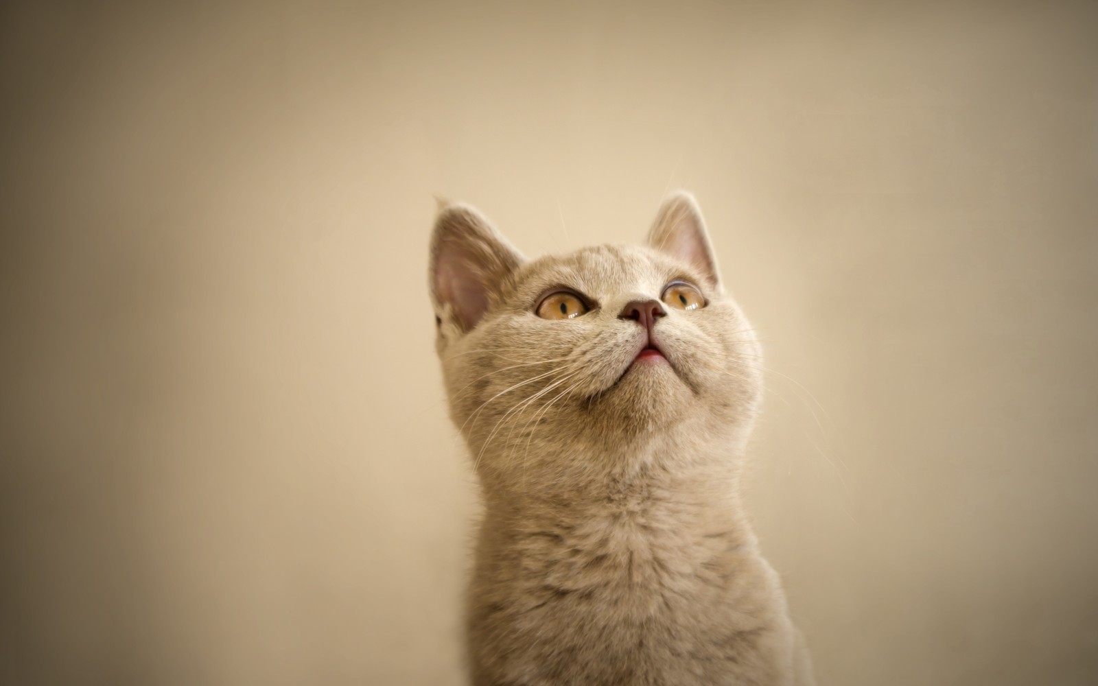 Il y a un chat qui regarde quelque chose en l'air (chat, chaton, moustaches, nez, museau)