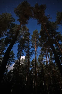 Hohe Nadelbäume, die in einen sternenklaren Himmel in einem ruhigen Wald ragen.