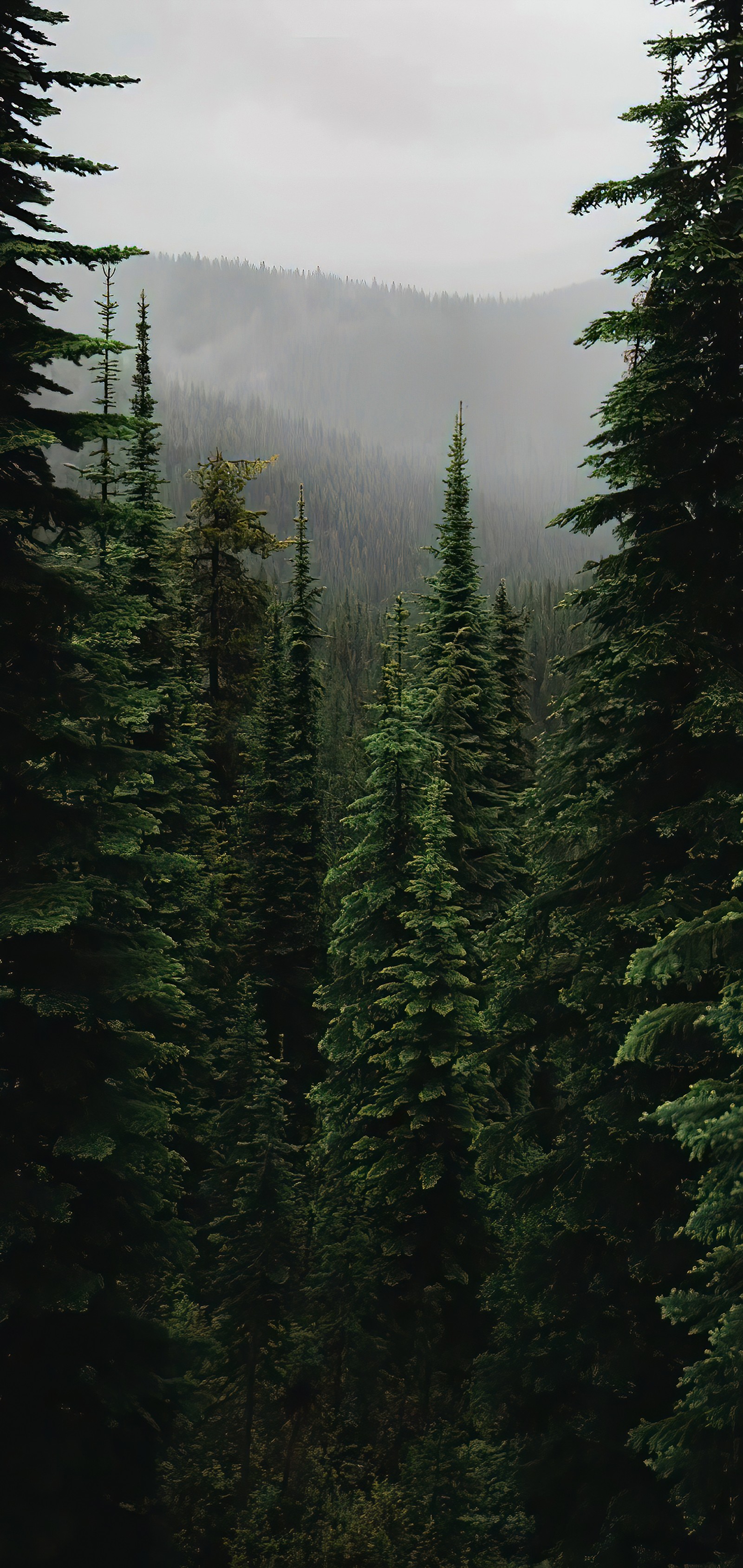 spruce fir forest, ecoregion, mountain, plant, natural landscape wallpaper