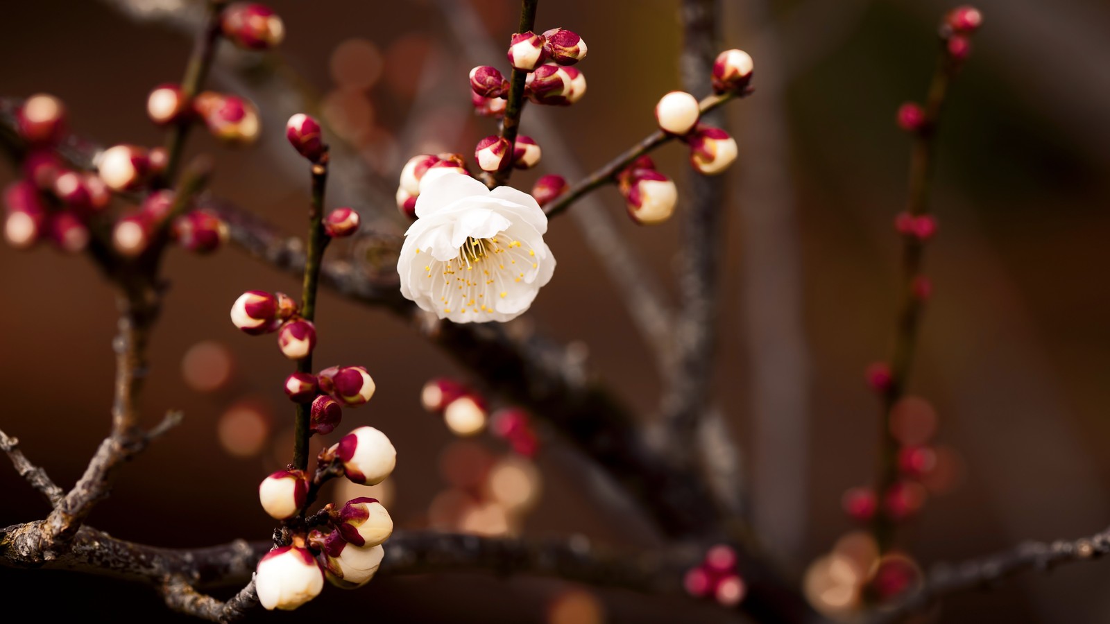 There is a white flower on a branch with red and white flowers (blossom, flower, branch, pink, spring)