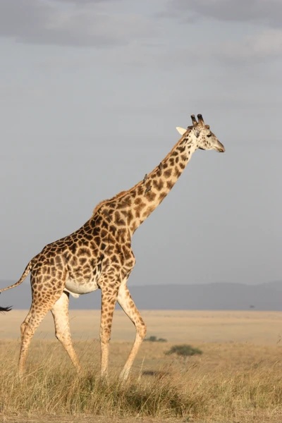 Girafe élégante marchant à travers la savane africaine