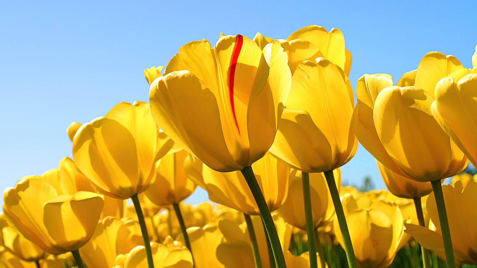 Gelbe tulpen mit roten stielen auf einem grünen grasfeld (gelbe tulpen, windows 7, aktie, gelbe blumen, tulpengarten)