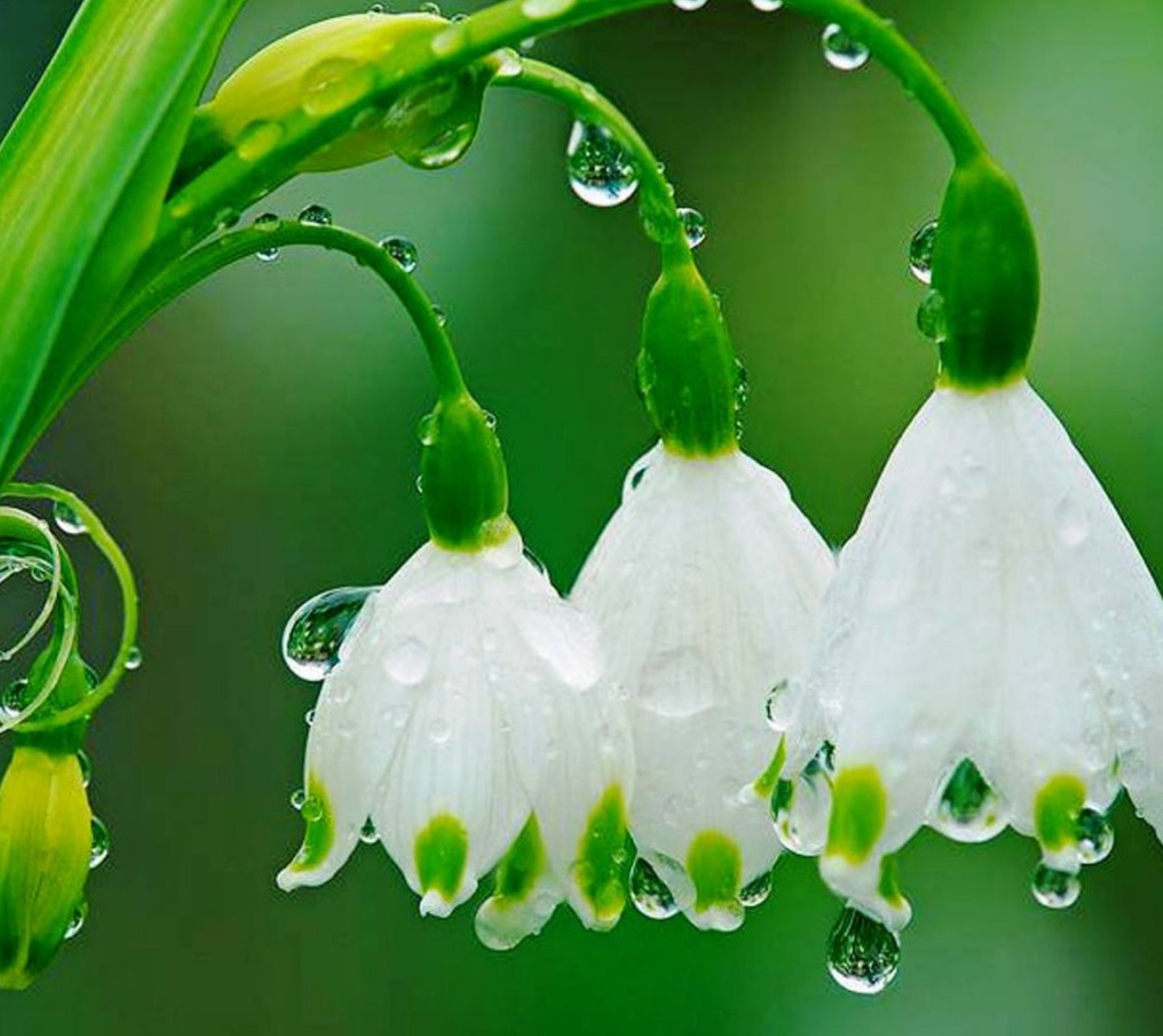 Il y a trois fleurs blanches avec des centres verts et des gouttes d'eau (fleurs, vert, nature, perce neige)