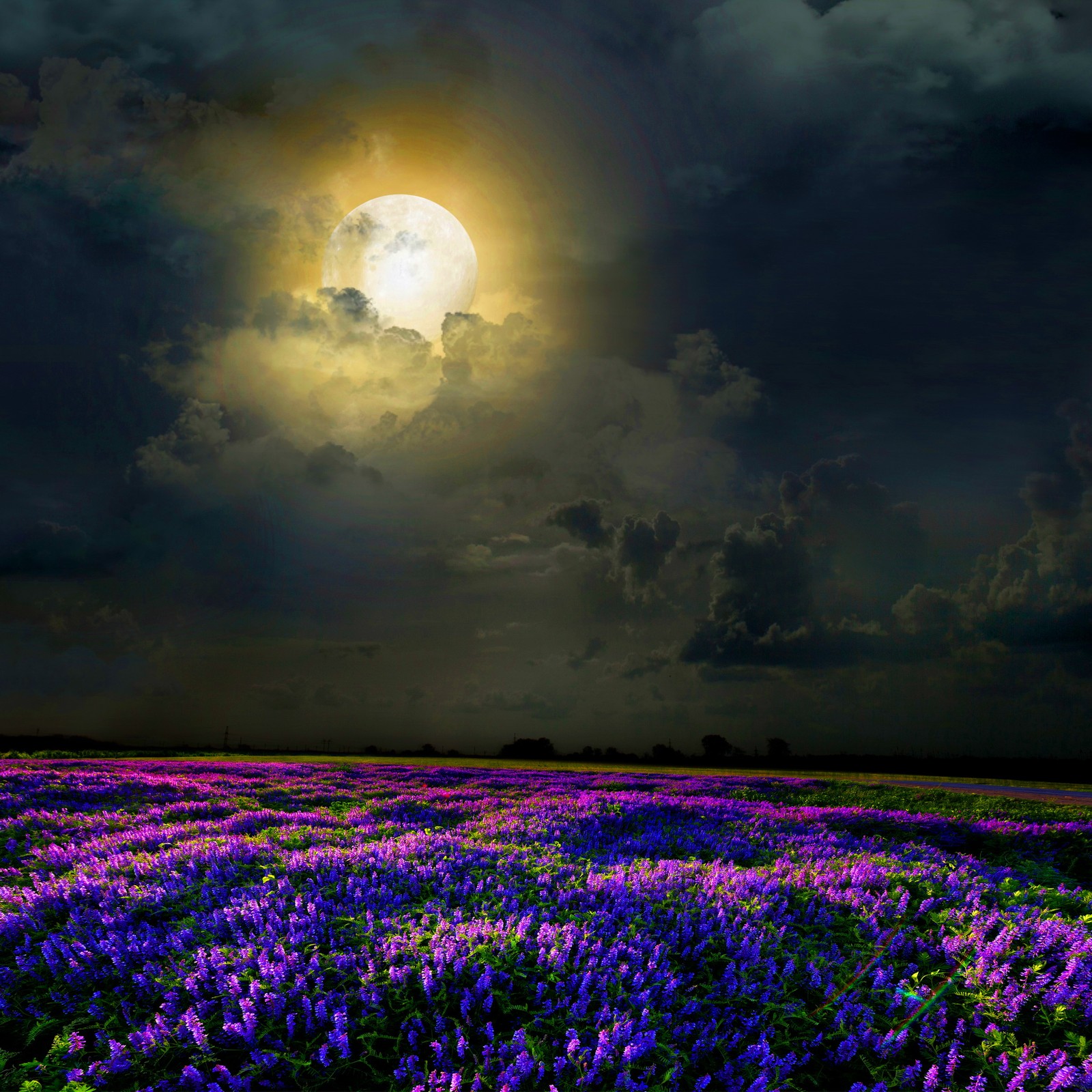 Um close de um campo de flores roxas sob uma lua cheia (campo, flores, luz, luz do luar, natureza)