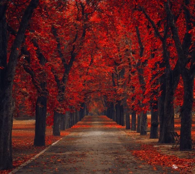 Herbstweg, eingerahmt von feurigen roten Bäumen