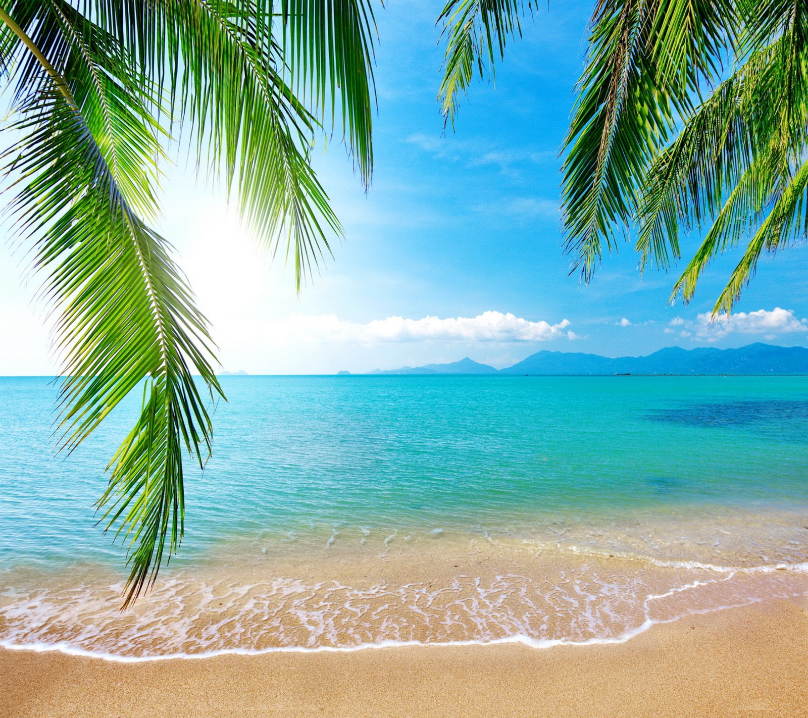 Une vue d'une plage avec des palmiers et l'océan (plage, émeraude, océan, palmier, sable)