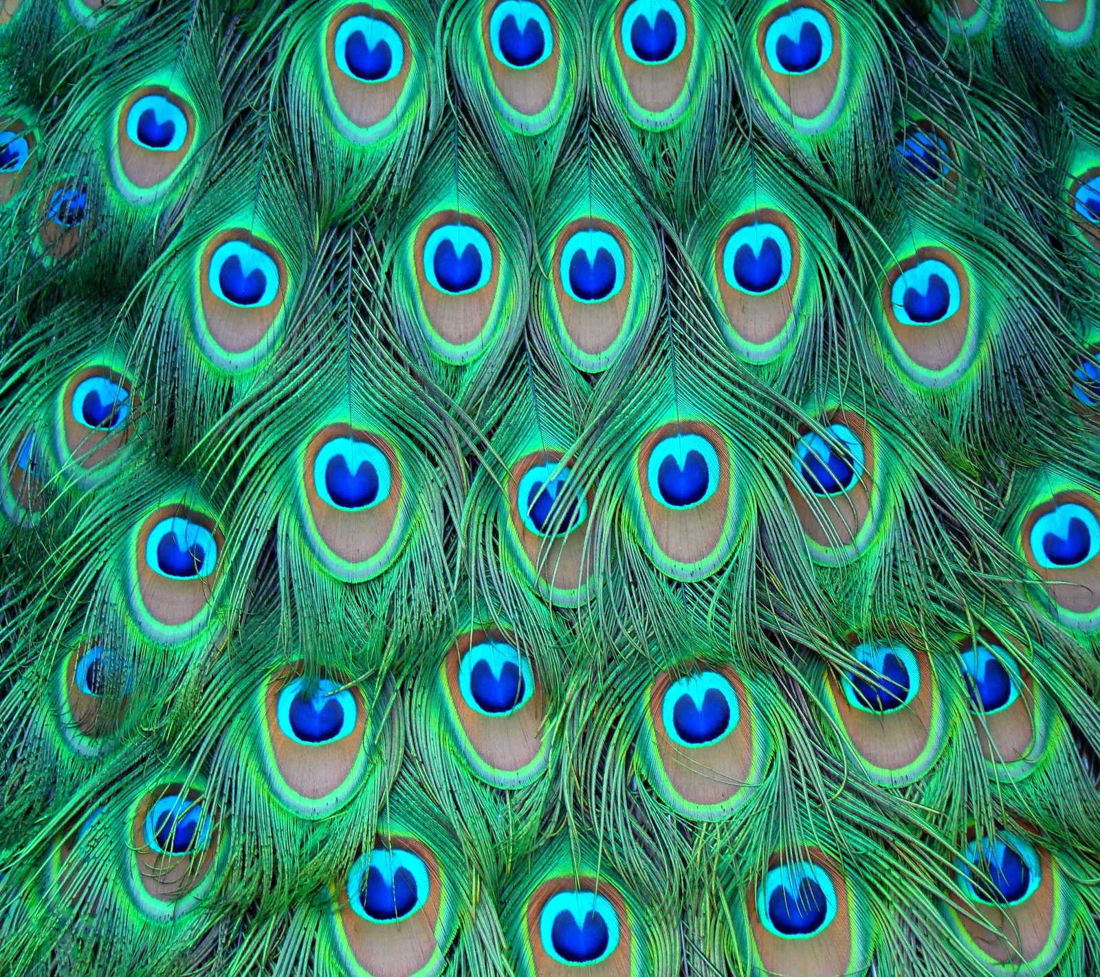 Um close-up das penas de um pavão com olhos azuis (pássaro, padrão, pavão, textura)