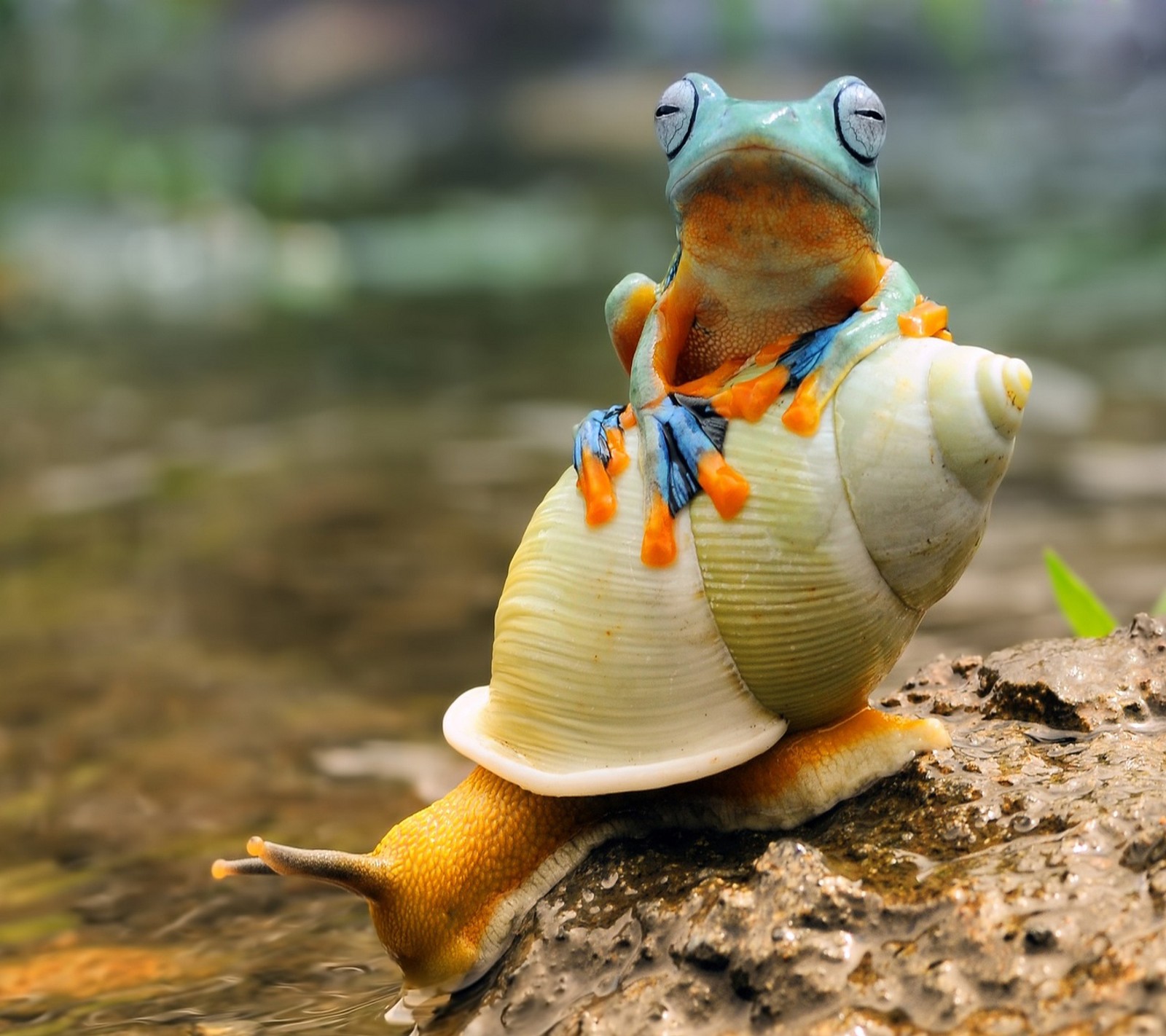 There is a small frog sitting on a banana on a rock (abej, beograd, best, free transport, love)