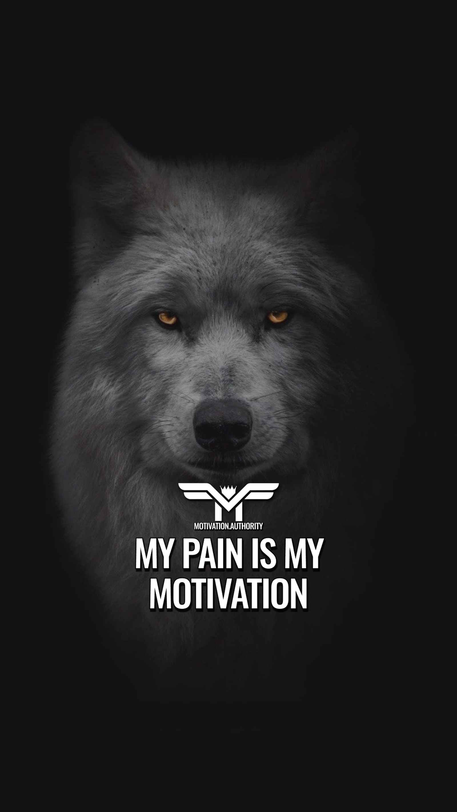 A black and white photo of a wolf with the words my pain is my motivation (motivation, motivationaquotes, quotes, success, wolf)