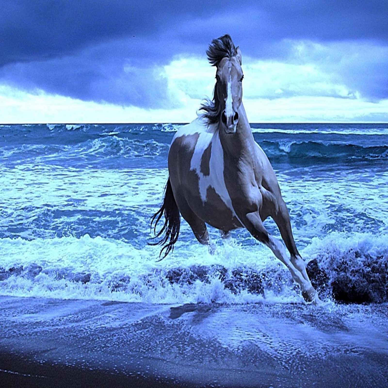 Araffe running on the beach in the ocean with a cloudy sky (beautiful, cute, look, nice)