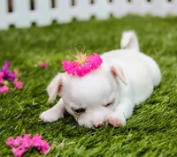 animal, baby, cute, dog, grass