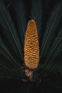 Vibrant Yellow Cone Amidst Dark Green Leaves