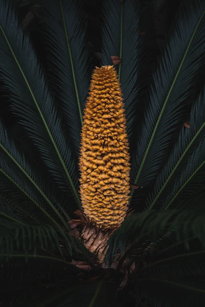 Cone amarelo vibrante entre folhas verdes escuras