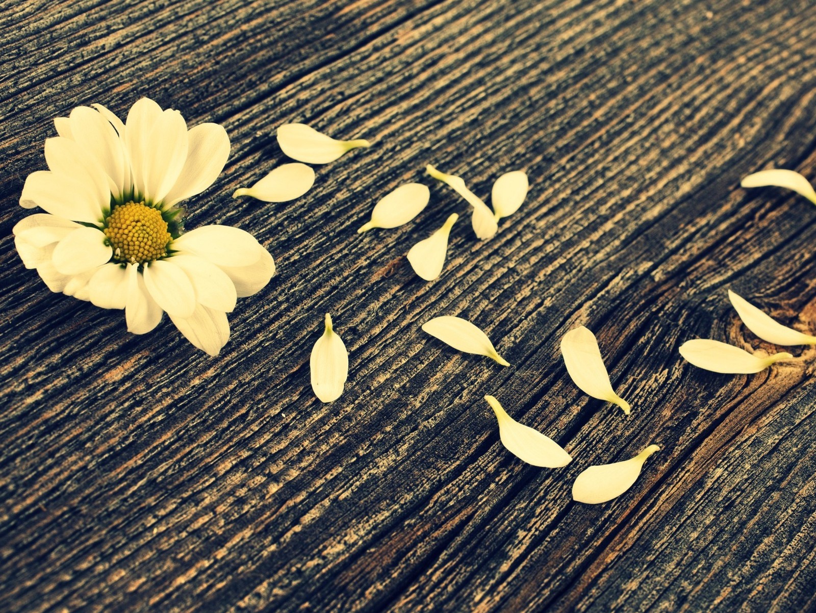 A close up of a flower on a wooden surface with petals (design, flower)