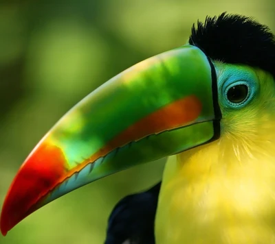 Close-up vibrante de um tucano colorido