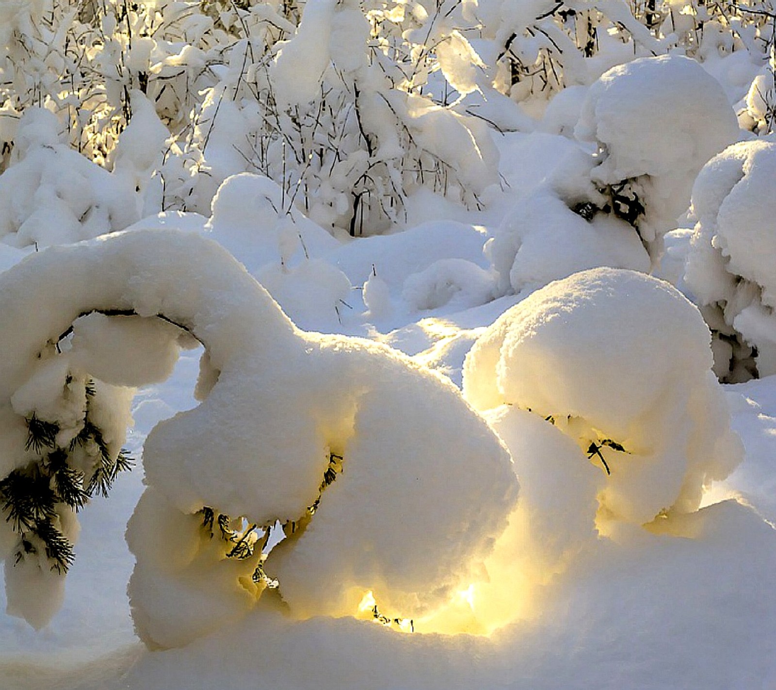 Verschneite sträucher im wald, durch die die sonne scheint (winter)