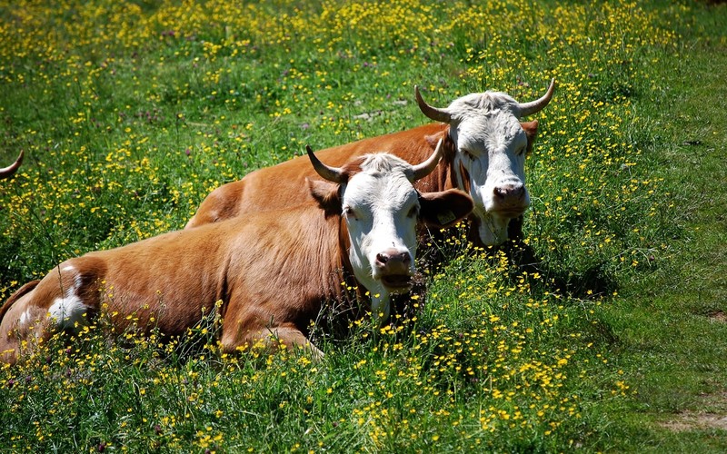 Des vaches allongées dans un champ de fleurs jaunes au soleil (bétail laitier, corne, prairie, faune, pâturage)