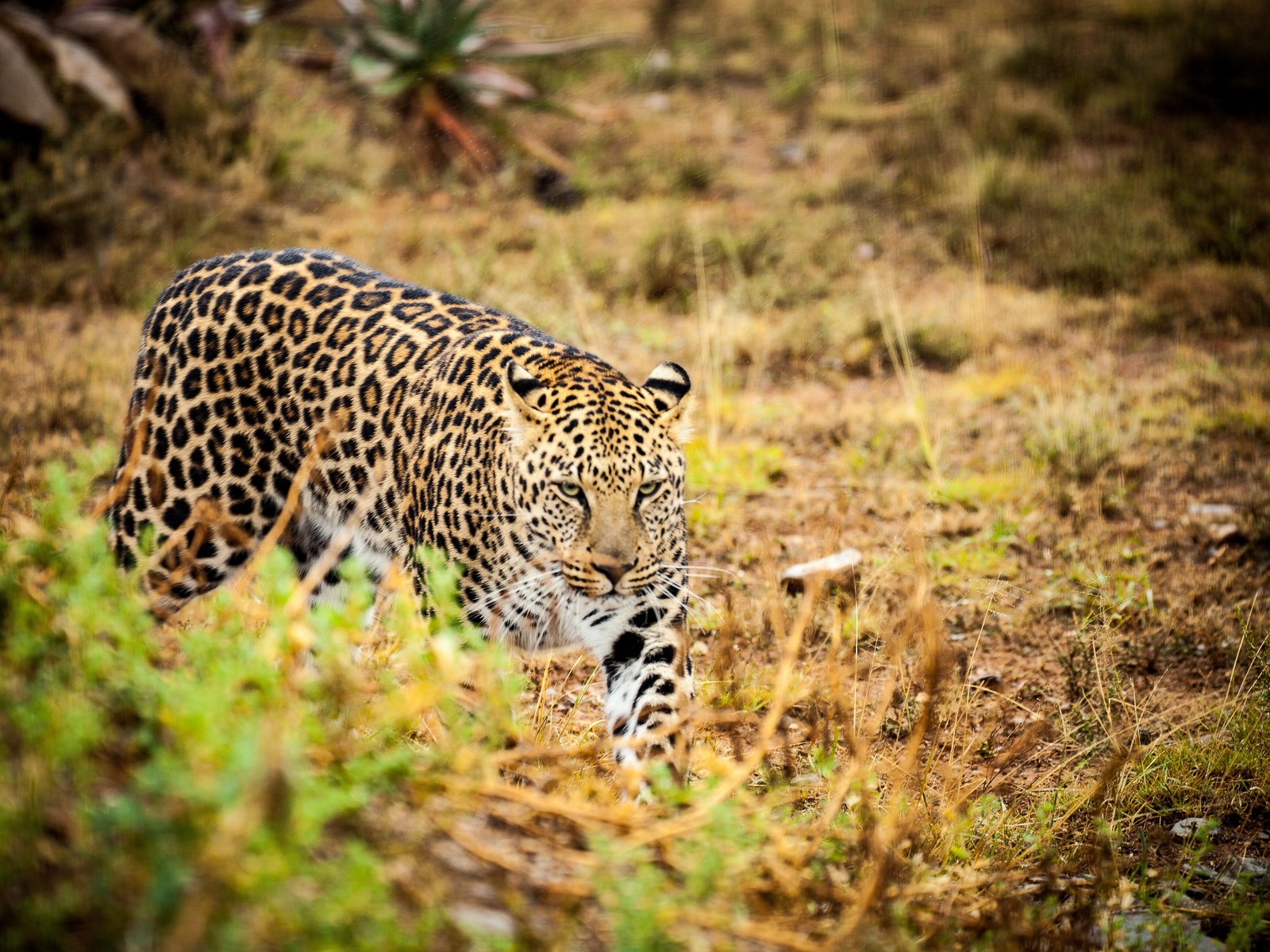 Una jirafa caminando por la hierba en la naturaleza con un arbusto (leopardo, felidae, guepardo, jaguar, león)