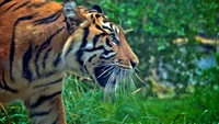 Tigre de Bengala em um ambiente de selva exuberante, exibindo seus impressionantes bigodes e poderosa presença entre as gramíneas.