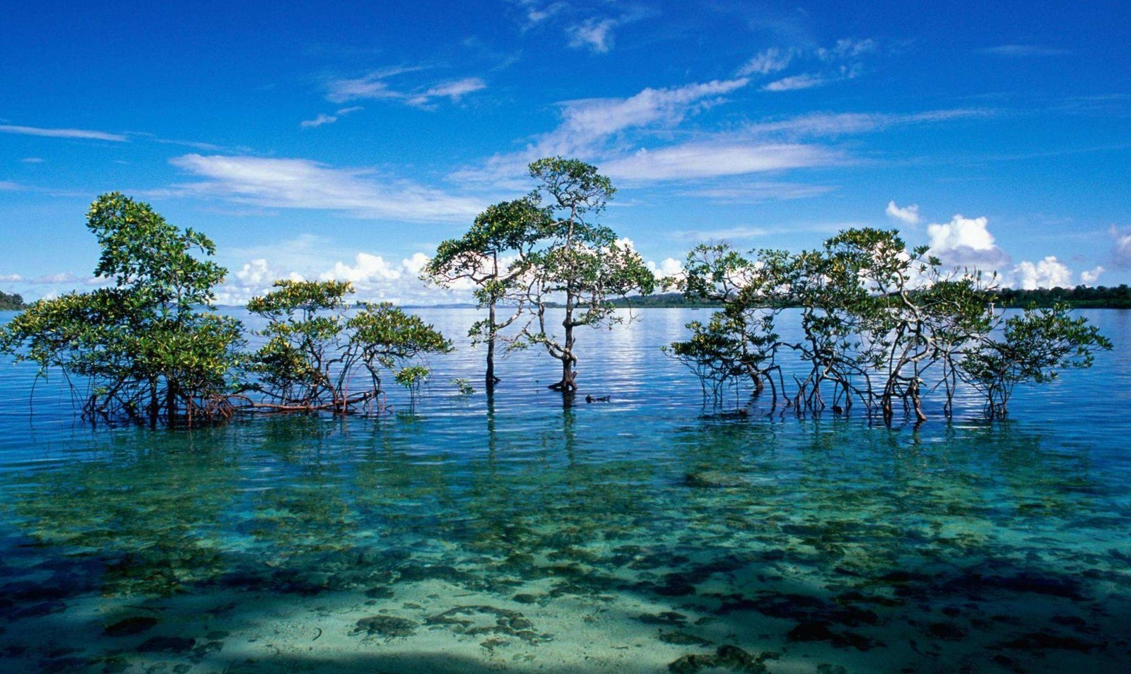 Um grupo de árvores que estão na água perto de algumas pedras (natureza, água, vegetação, trópicos, mar)