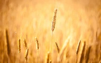 grain, rye, food grain, field, barley