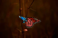 Papillon monarque pollinisant une fleur