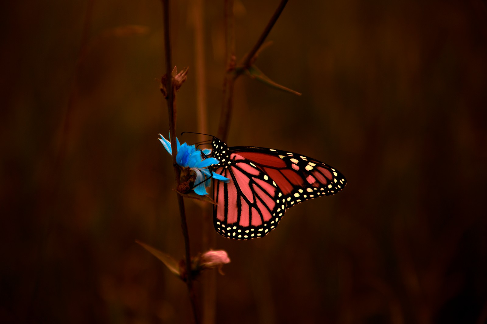 Il y a un papillon assis sur une fleur (papillon monarque, insecte, pieridae, papillons de nuit et papillons, papillon)